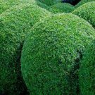 200 PCS Evergreen Ornamental Boxwood Shrub Green Tree Seeds