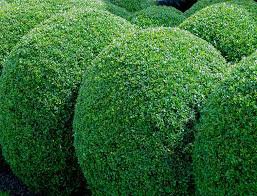 200 PCS Evergreen Ornamental Boxwood Shrub Green Tree Seeds