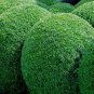 200 PCS Evergreen Ornamental Boxwood Shrub Green Tree Seeds