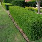 200 PCS Evergreen Ornamental Boxwood Shrub Green Tree Seeds