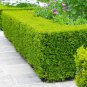 200 PCS Evergreen Ornamental Boxwood Shrub Green Tree Seeds