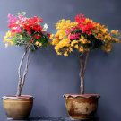50 PCS New Mix-color Bougainvillea Santa Rita Bonsai Flowers Seeds