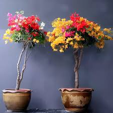 50 PCS New Mix-color Bougainvillea Santa Rita Bonsai Flowers Seeds