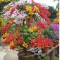 50 PCS New Mix-color Bougainvillea Santa Rita Bonsai Flowers Seeds