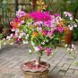 50 PCS New Mix-color Bougainvillea Santa Rita Bonsai Flowers Seeds