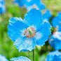 100 PCS Rare Blue Corn Iceland Poppy Annual Flowers Seeds