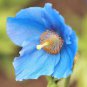 100 PCS Rare Blue Corn Iceland Poppy Annual Flowers Seeds