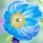 100 PCS Rare Blue Corn Iceland Poppy Annual Flowers Seeds