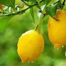 20 PCS Rare Outdoor Organic Yellow Big Lemon Tree Seeds 20 PCS Rare Outdoor Organic Yellow Big Lemon Tree Seeds