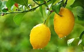 20 PCS Rare Outdoor Organic Yellow Big Lemon Tree Seeds