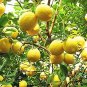 20 PCS Rare Outdoor Organic Yellow Big Lemon Tree Seeds