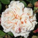 50 PCS 'Gloire de Dijon' Subtle Fragranced Climbing Rose Seeds 50 PCS 'Gloire de Dijon' Subtle Fragranced Climbing Rose Seeds