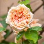 50 PCS 'Gloire de Dijon' Subtle Fragranced Climbing Rose Seeds
