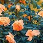 50 PCS 'Gloire de Dijon' Subtle Fragranced Climbing Rose Seeds