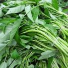 30 PCS Thai Water Spinach Kangkong Vegetable Seeds