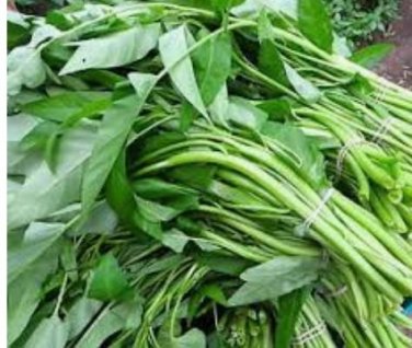30 PCS Thai Water Spinach Kangkong Vegetable Seeds