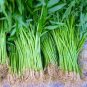 30 PCS Thai Water Spinach Kangkong Vegetable Seeds