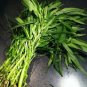 30 PCS Thai Water Spinach Kangkong Vegetable Seeds