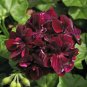 10 PCS Geranium Macrorrhizum Dark Red Flower Seeds