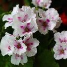 10 PCS Geranium Purely White Petals Purple Spot Flower Seeds 10 PCS Geranium Purely White Petals Purple Spot Flower Seeds