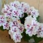 10 PCS Geranium Purely White Petals Purple Spot Flower Seeds