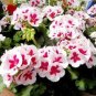 10 PCS Geranium Purely White Petals Purple Spot Flower Seeds