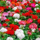 10 PCS Geranium 'Great Fortunes' Mixed Seeds