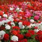 10 PCS Geranium 'Great Fortunes' Mixed Seeds