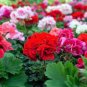 10 PCS Geranium 'Great Fortunes' Mixed Seeds