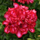 10 PCS Geranium 'Dragon Beads' Dark Red White Flower 10 PCS Geranium 'Dragon Beads' Dark Red White Flower
