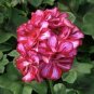 10 PCS Geranium 'Dragon Beads' Dark Red White Flower