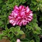 10 PCS Geranium 'Dragon Beads' Dark Red White Flower