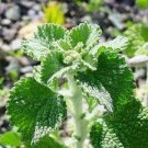 20 PCS Imported Horehound Seeds