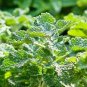 20 PCS Imported Horehound Seeds