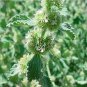 20 PCS Imported Horehound Seeds