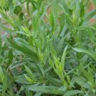 10 PCS Russian Tarragon Seeds 10 PCS Russian Tarragon Seeds