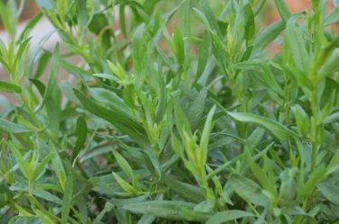10 PCS Russian Tarragon Seeds