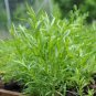 10 PCS Russian Tarragon Seeds