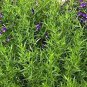 10 PCS Russian Tarragon Seeds