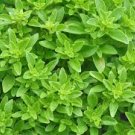 20 PCS Heirloom Spicy Globe Basil Seeds 20 PCS Heirloom Spicy Globe Basil Seeds