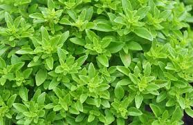 20 PCS Heirloom Spicy Globe Basil Seeds