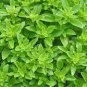 20 PCS Heirloom Spicy Globe Basil Seeds