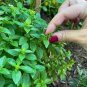 20 PCS Heirloom Spicy Globe Basil Seeds