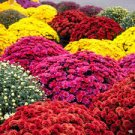250 PCS Ground-cover Chrysanthemum Seeds