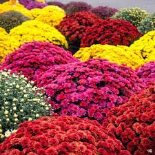 250 PCS Ground-cover Chrysanthemum Seeds