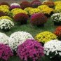 250 PCS Ground-cover Chrysanthemum Seeds