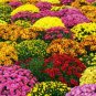 250 PCS Ground-cover Chrysanthemum Seeds