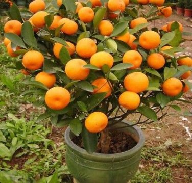 10 PCS Orange Plants Seeds