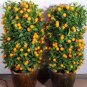 10 PCS Orange Plants Seeds