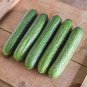 50 PCS Dark Green Little Cucumber Hybrid F1 Seeds